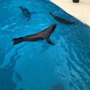 Meet your Posher, Irene